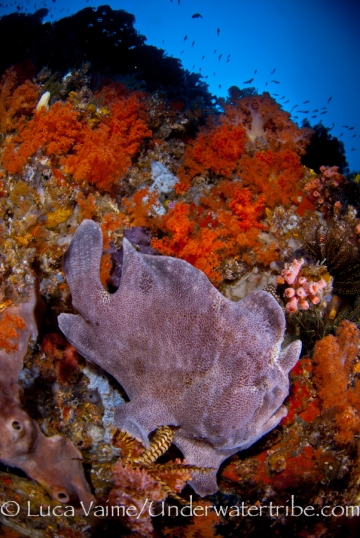 Frogfish in W Reef, near PADAR