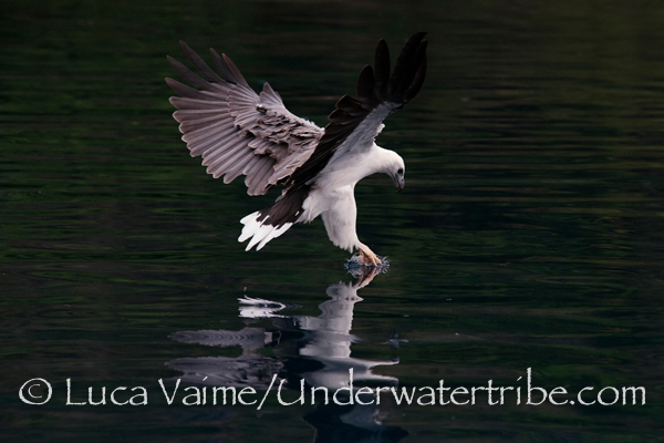A white Belly Eagle from Komodo