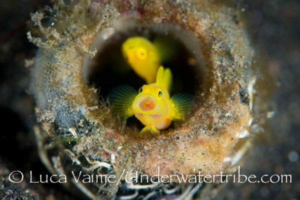 Two yellow Gobies live inside a bottle. One of them Yawning