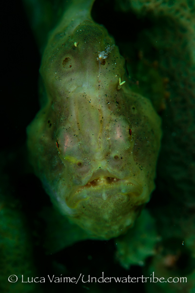 A Vivid Green Frogfish from Jahir 1, Lembeh Strait