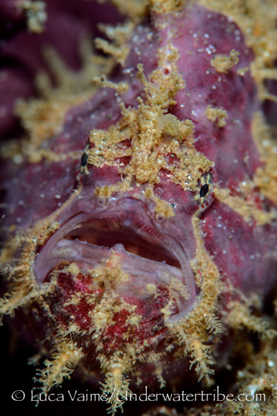 A Purple Frogfish from the Lembeh Strait