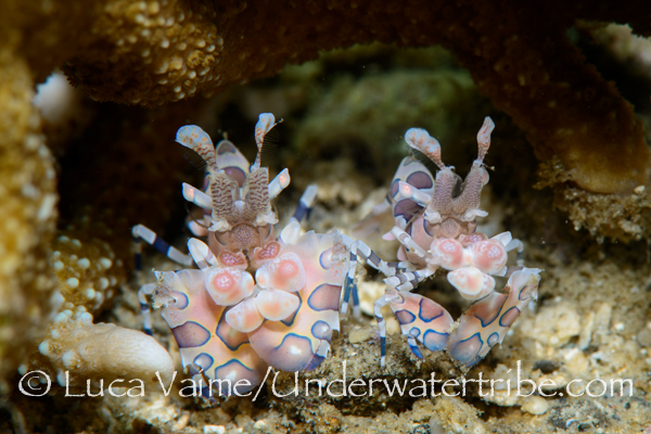 A Pair of Harlequin Shrimps